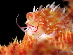 Ovula ovum (egg cowrie)
@Tulamben by Julian Hsu 